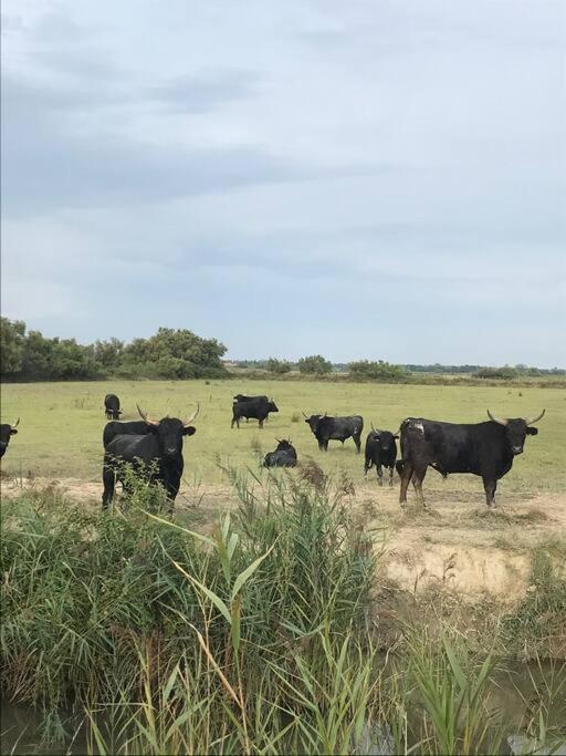 "Le Nature" Camargue Jardin Арл Екстериор снимка